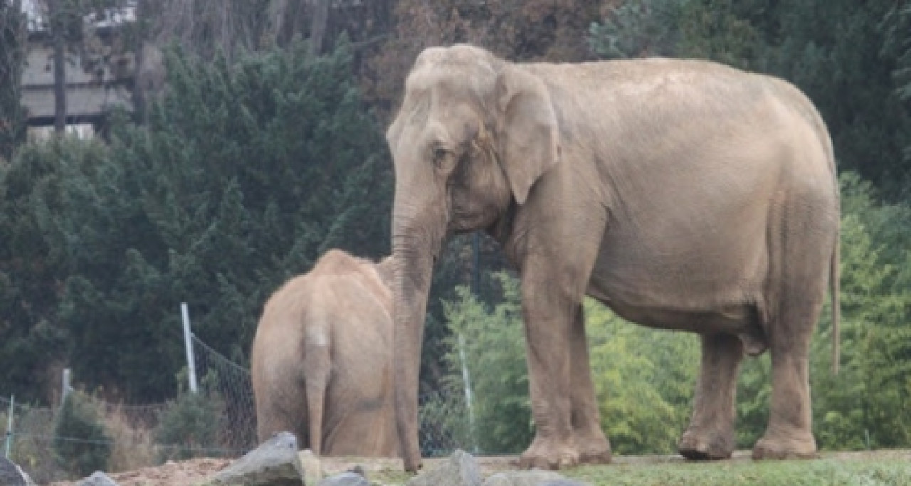 Euthanasie Baby et Népal : une nouvelle mobilisation de soutien mercredi Euthanasie Baby et Népal : une nouvelle mobilisation de soutien mercredi