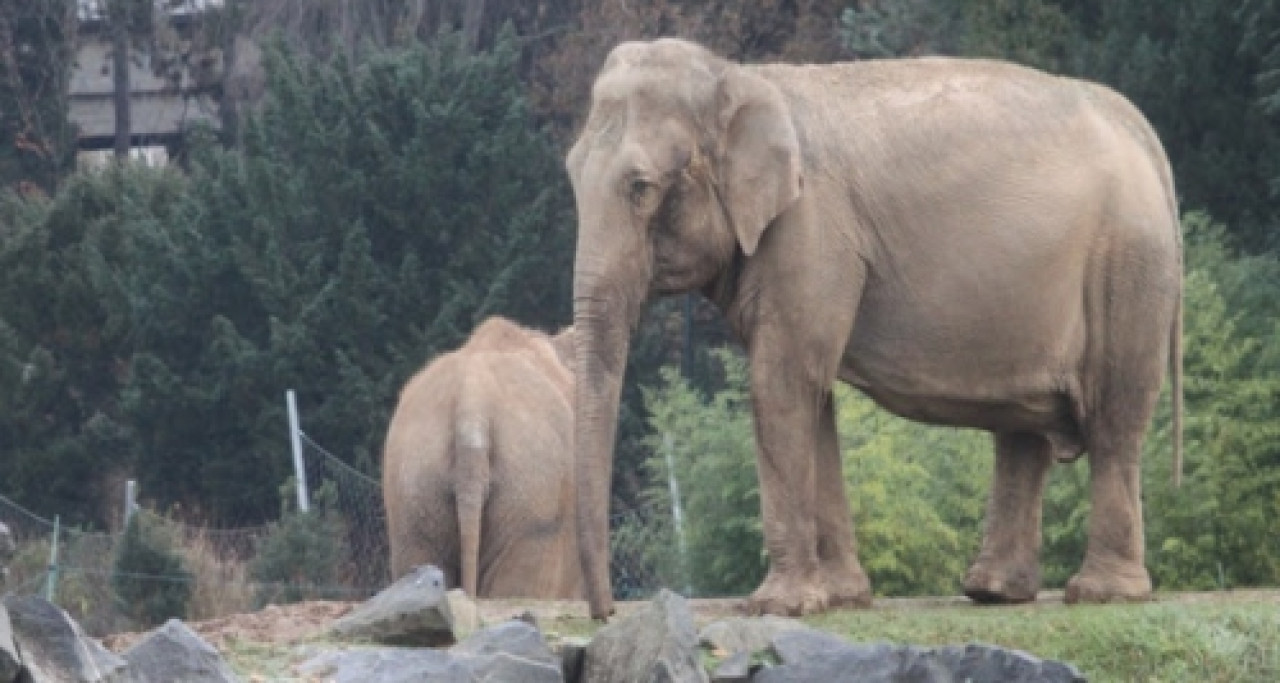 L’affaire des éléphants de Lyon devant le tribunal administratif de Lyon L’affaire des éléphants de Lyon devant le tribunal administratif de Lyon