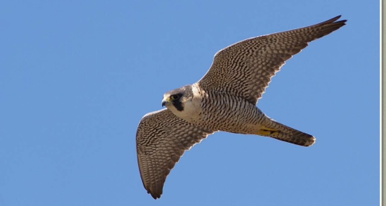 Quatre faucons pèlerins naissent dans un nichoir à la Part-Dieu Quatre faucons pèlerins naissent dans un nichoir à la Part-Dieu