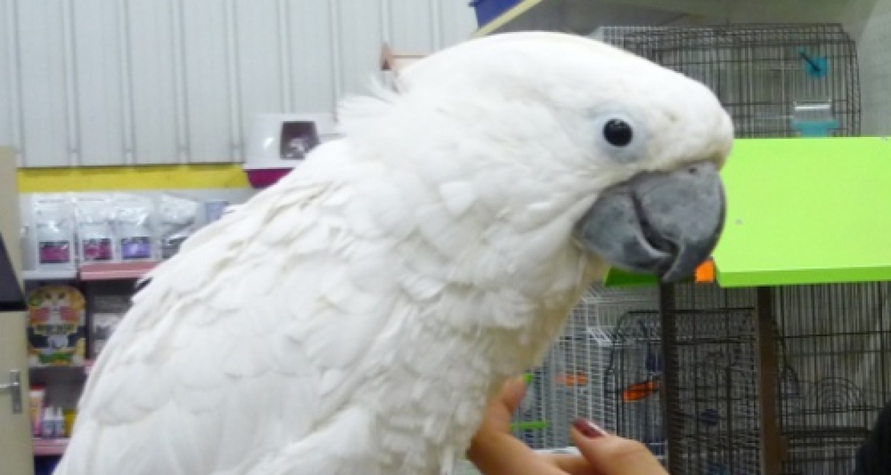 Il braque une animalerie près de Lyon, dérobe la caisse et… un perroquet ! Il braque une animalerie près de Lyon, dérobe la caisse et… un perroquet !