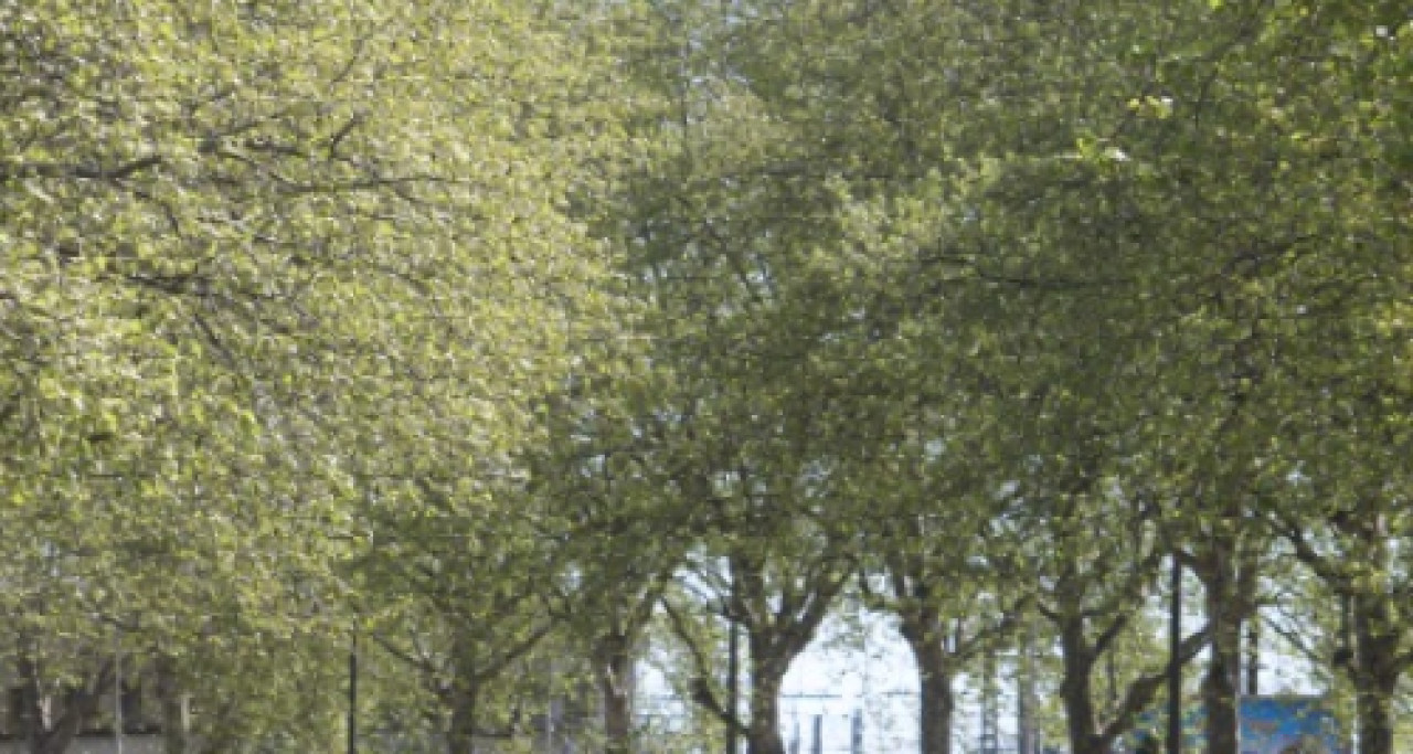 Rhône : nouvelles alertes polliniques Rhône : nouvelles alertes polliniques