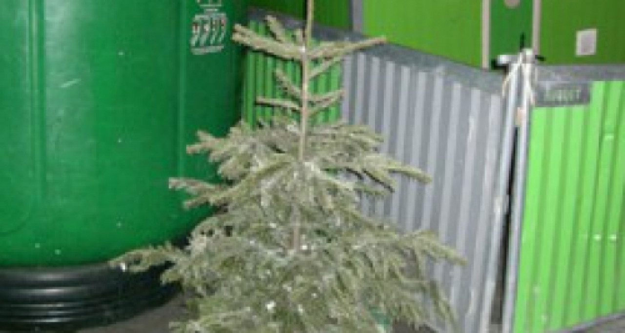 Lyon : une plante verte offerte en se débarrassant de son sapin de Noël Lyon : une plante verte offerte en se débarrassant de son sapin de Noël