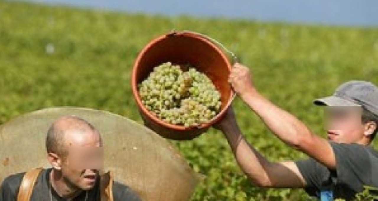 Top départ des vendanges dans le Beaujolais Top départ des vendanges dans le Beaujolais