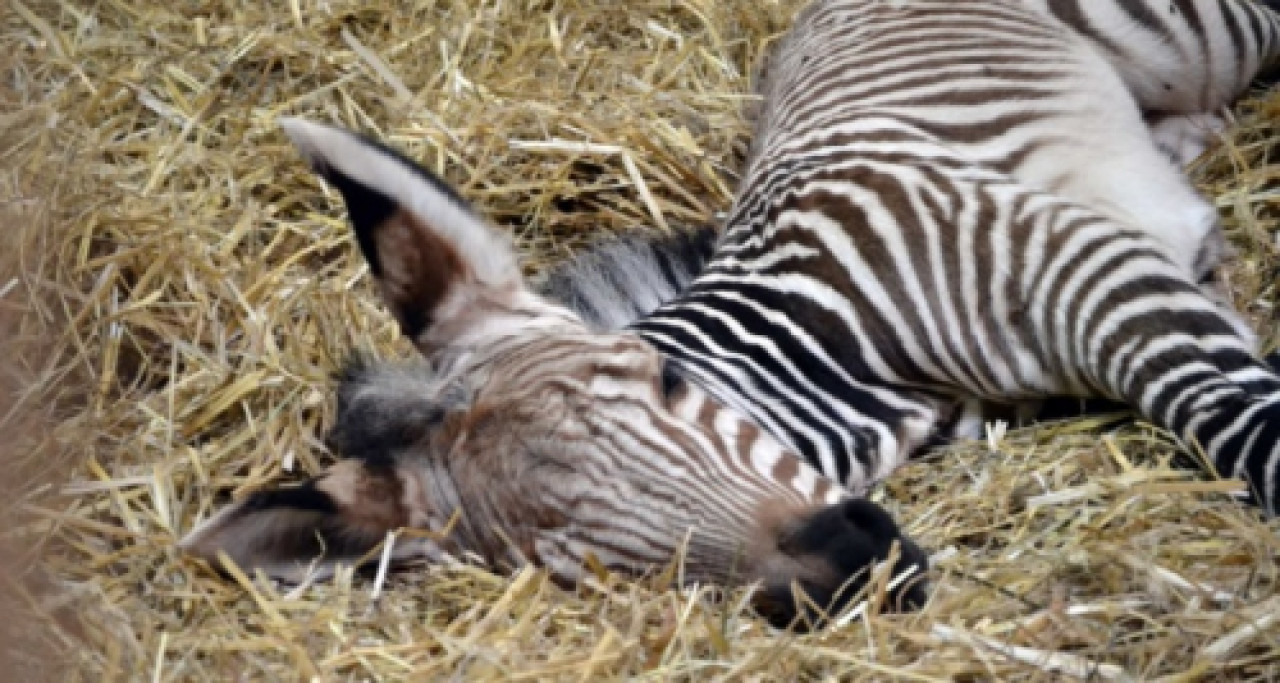 Lyon : un zébron voit le jour au zoo du Parc de la Tête d’Or Lyon : un zébron voit le jour au zoo du Parc de la Tête d’Or