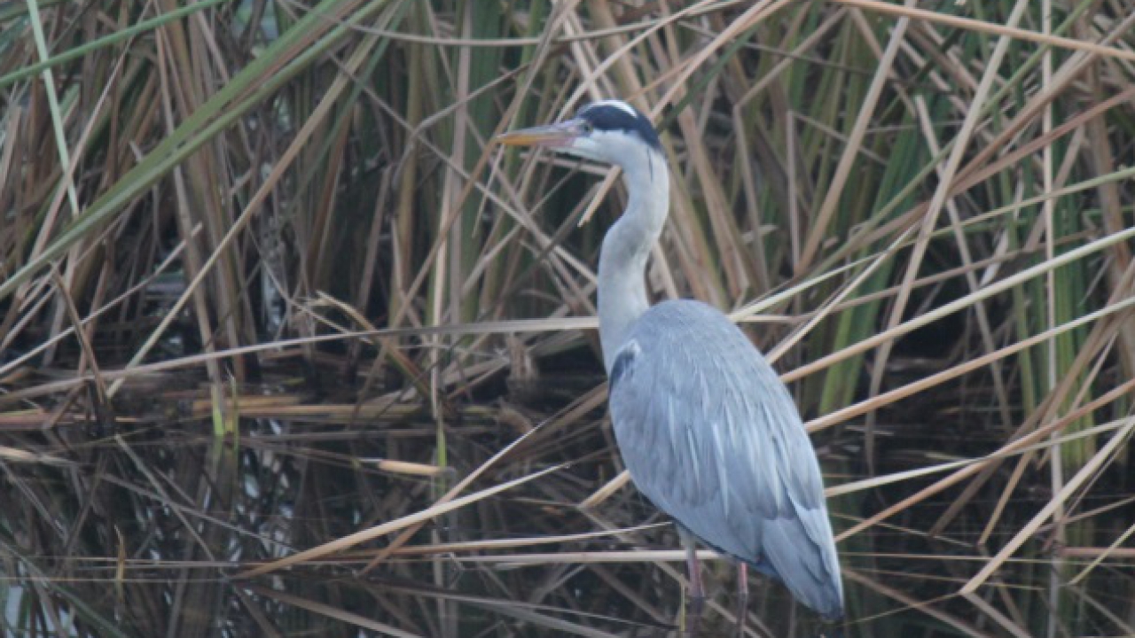 Influenza aviaire : le Parc des Oiseaux va pouvoir vacciner ses pensionnaires et ouvrir ses portes