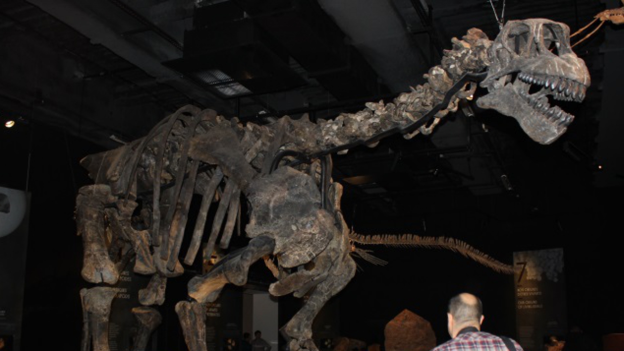 Musée des Confluences : déjà 100 000 visiteurs et une exposition sur le pôle Sud Musée des Confluences : déjà 100 000 visiteurs et une exposition sur le pôle Sud