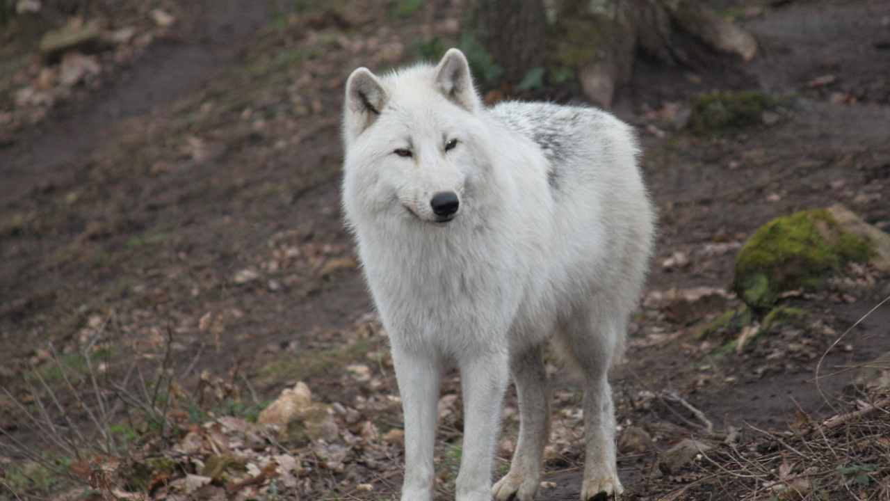 Parc de Courzieu : "L’hiver, c’est là que les loups sont les plus beaux" Parc de Courzieu : "L’hiver, c’est là que les loups sont les plus beaux"