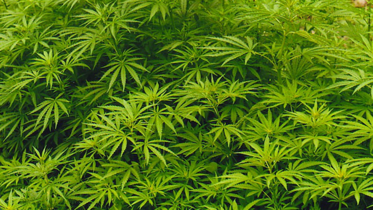 Villeurbanne : un couple interpellé lundi pour trafic de drogue Villeurbanne : un couple interpellé lundi pour trafic de drogue