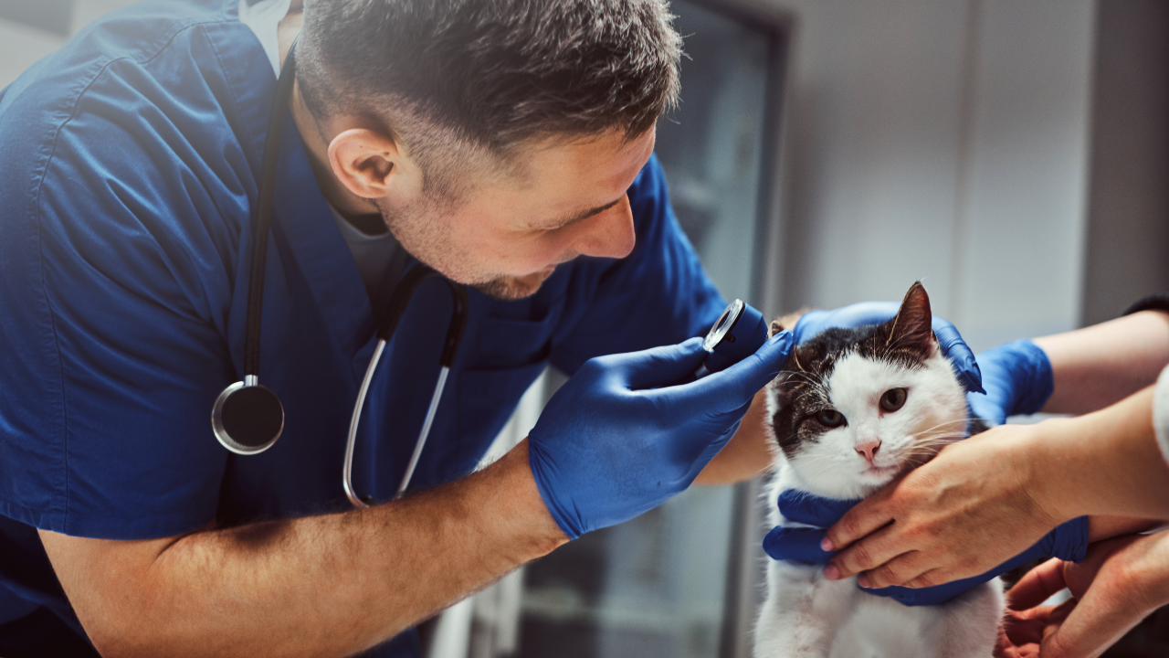 Doctopet, le nouveau "Doctolib" pour animaux, inventé par un étudiant lyonnais !