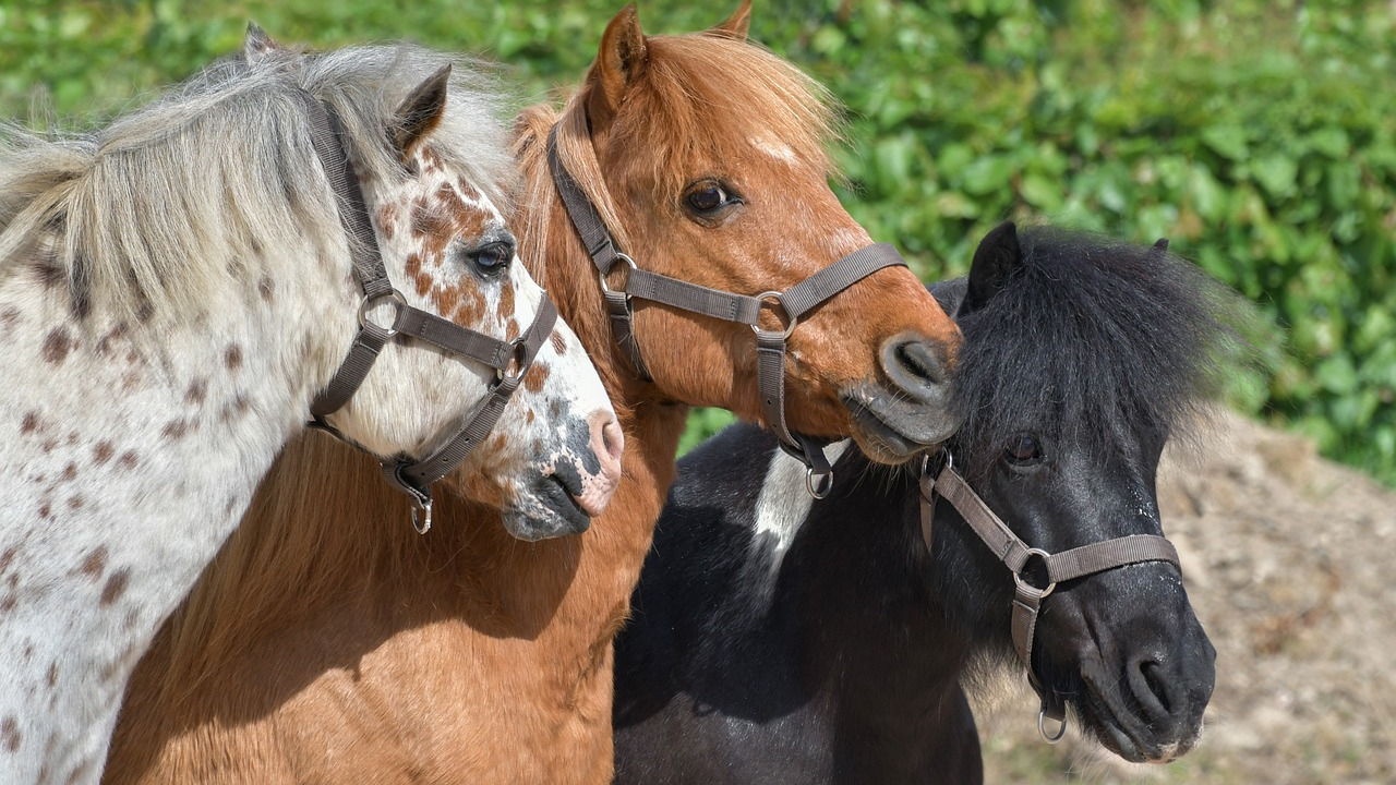 La fin des balades à poney au parc de la Tête d'Or de Lyon ! La fin des balades à poney au parc de la Tête d'Or de Lyon !