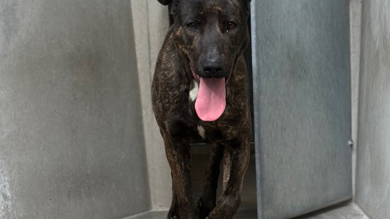 La SPA de Lyon sauve une chienne victime de maltraitance