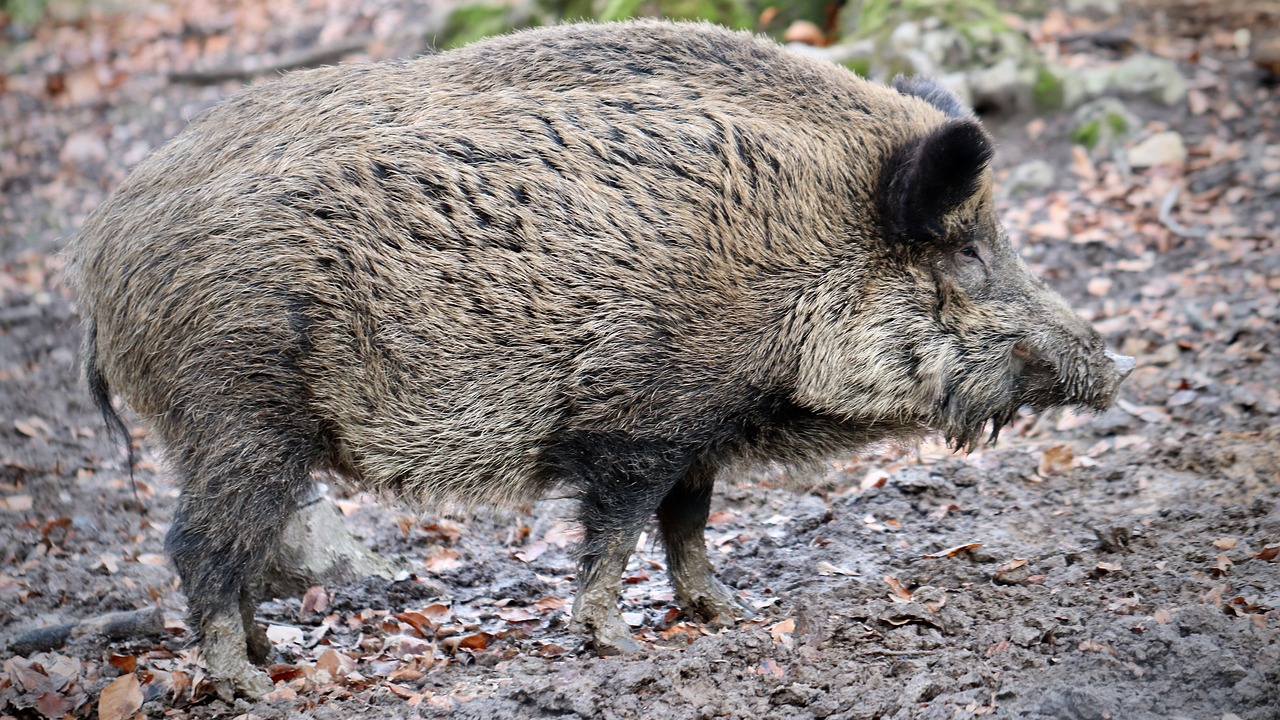 Les pompiers appelés pour sauver un sanglier tombé dans une piscine Les pompiers appelés pour sauver un sanglier tombé dans une piscine