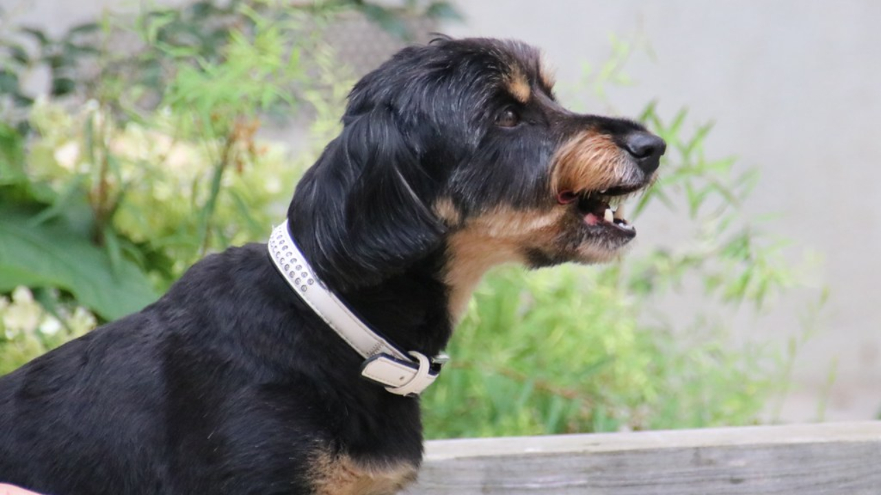 Lyon gagne des places au classement des villes où il fait bon vivre pour les chiens