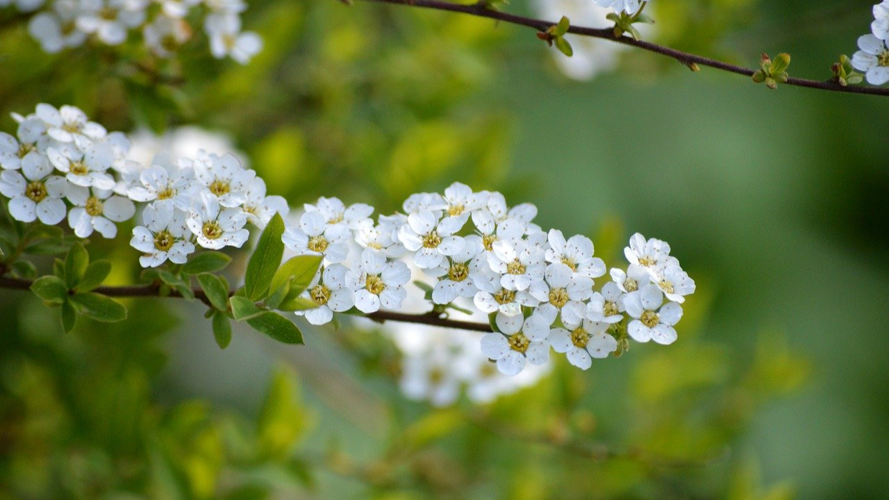 Lyon : la place Gensoul fait peau neuve