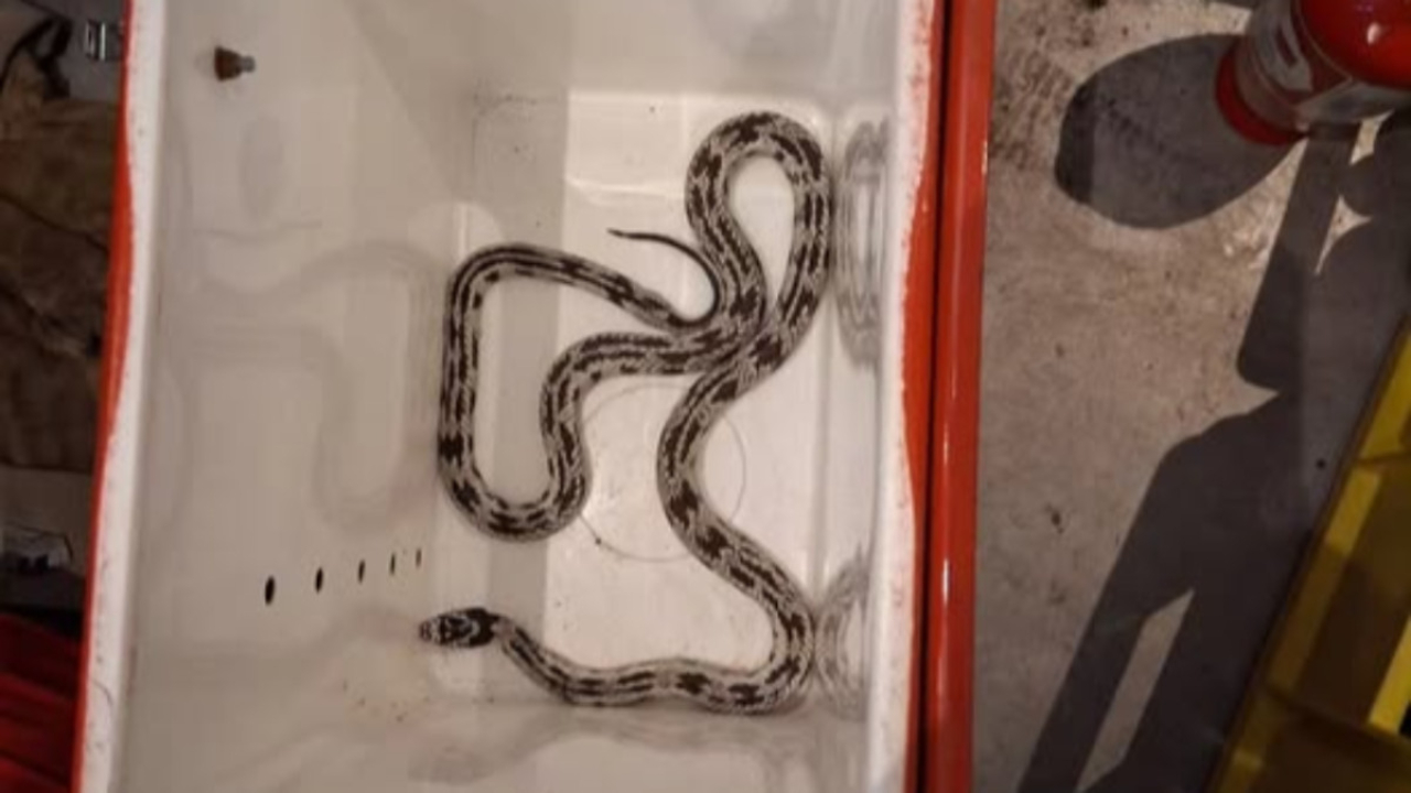 Lyon : les pompiers capturent un serpent roi de Californie sur les pentes de la Croix-Rousse