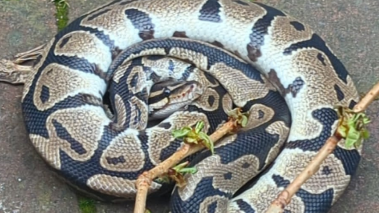 Lyon : un serpent découvert dans un parc la Croix-Rousse