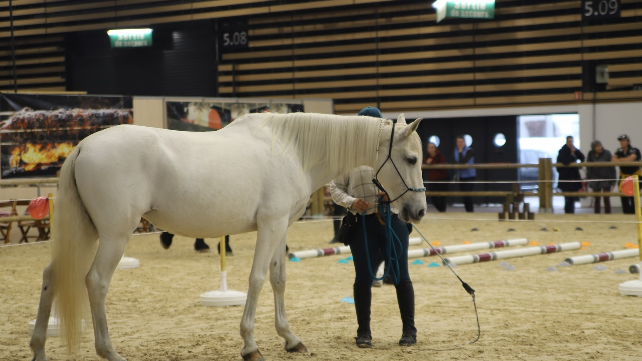 Métropole de Lyon : Equita revient à Eurexpo avec 3500 chevaux et 850 exposants Métropole de Lyon : Equita revient à Eurexpo avec 3500 chevaux et 850 exposants