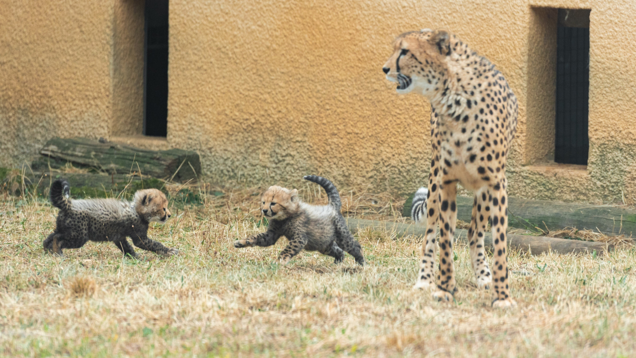 Naissance de deux bébés guépards au Safari de Peaugres