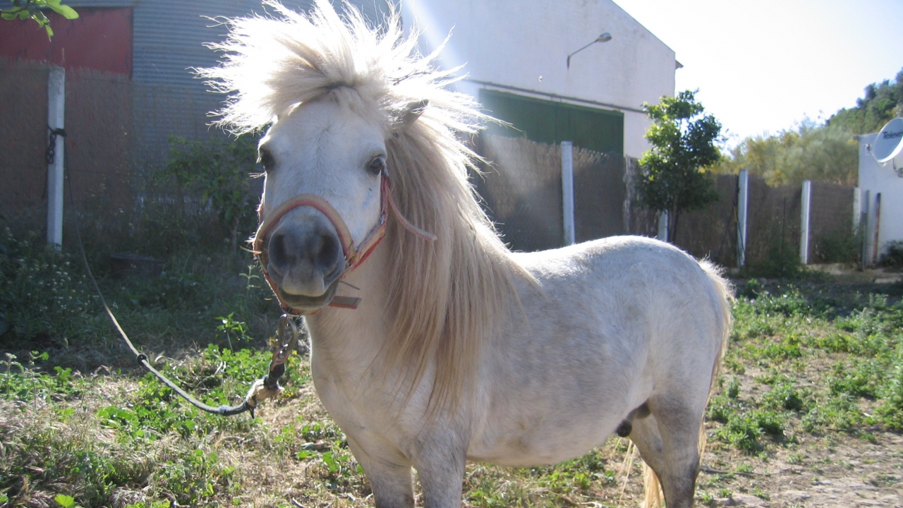 Rhône : Un poney est retrouvé par les gendarmes un an après sa disparition dans la Loire Rhône : Un poney est retrouvé par les gendarmes un an après sa disparition dans la Loire