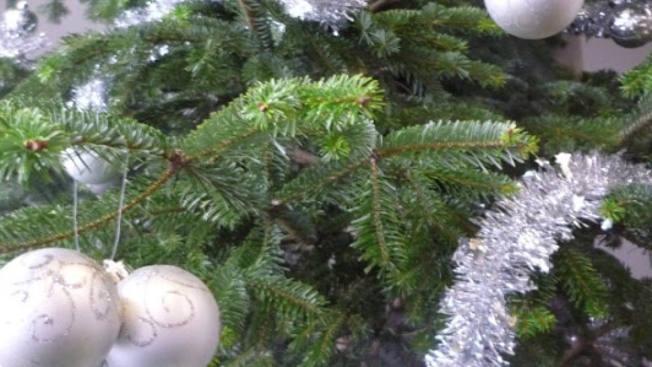 Grand Lyon : la collecte des sapins de Noël se termine ce samedi Grand Lyon : la collecte des sapins de Noël se termine ce samedi