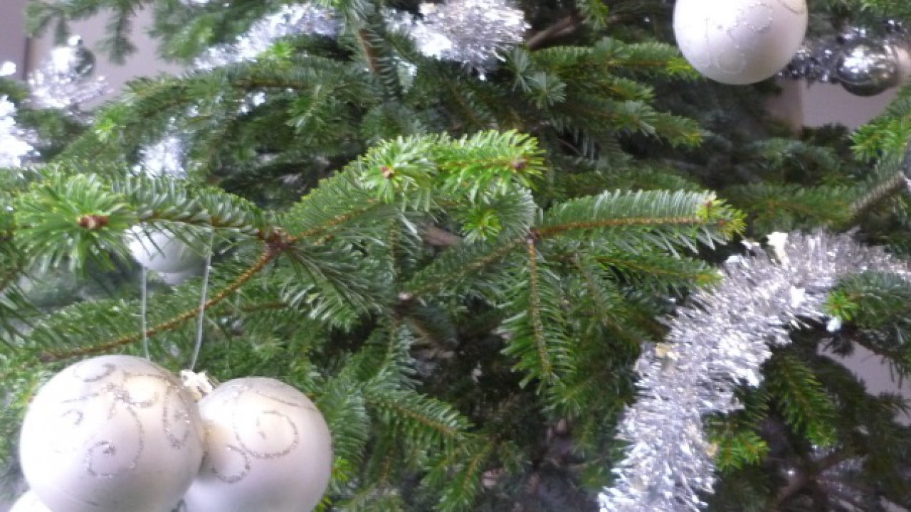 La Ville de Lyon met en place des points de vente de sapin de Noël La Ville de Lyon met en place des points de vente de sapin de Noël