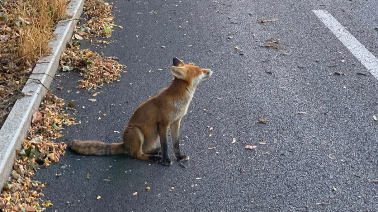 Tassin-la-Demi-Lune : le renard recherché n’a pas été abattu, il reste introuvable Tassin-la-Demi-Lune : le renard recherché n’a pas été abattu, il reste introuvable