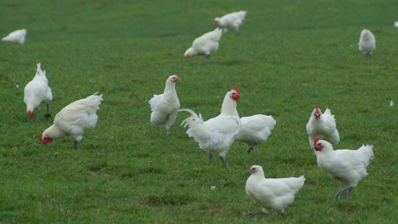 Un foyer de grippe aviaire détecté dans le Rhône