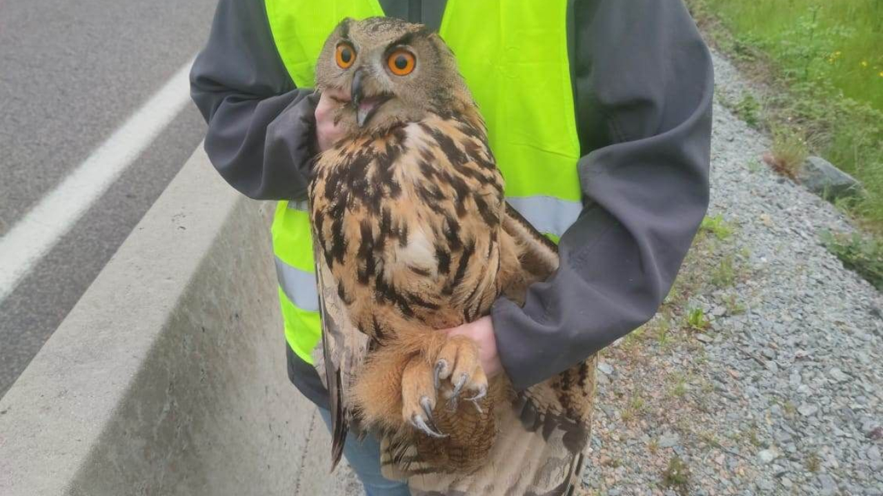 Un hibou Grand-Duc sauvé sur l'autoroute par les gendarmes du Rhône