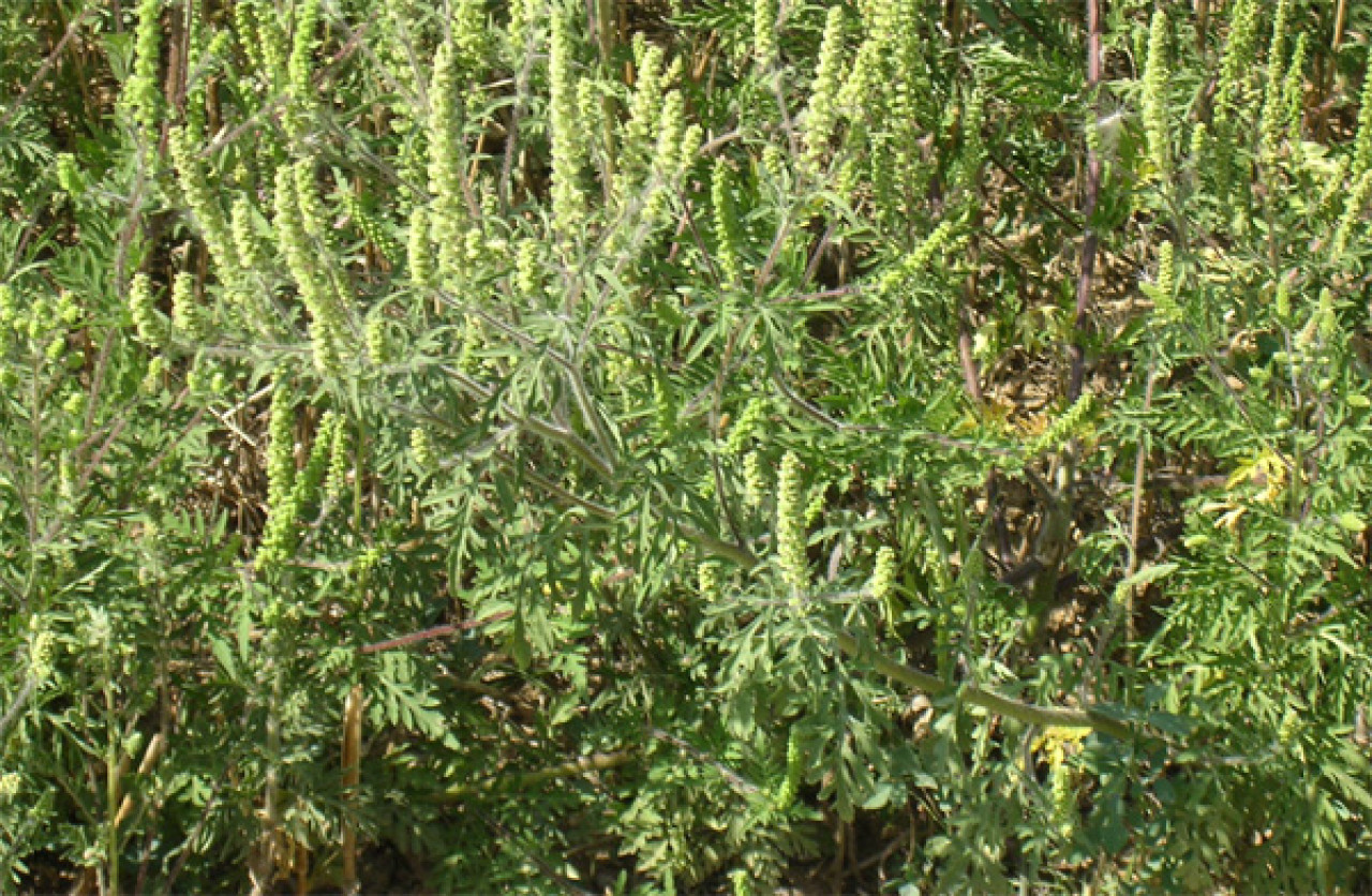 Rhône : l’ambroisie est de retour Rhône : l’ambroisie est de retour