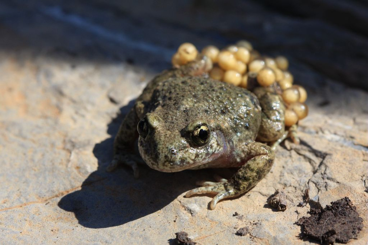 Villeurbanne : près d’un demi-million d’euros pour protéger des crapauds Villeurbanne : près d’un demi-million d’euros pour protéger des crapauds