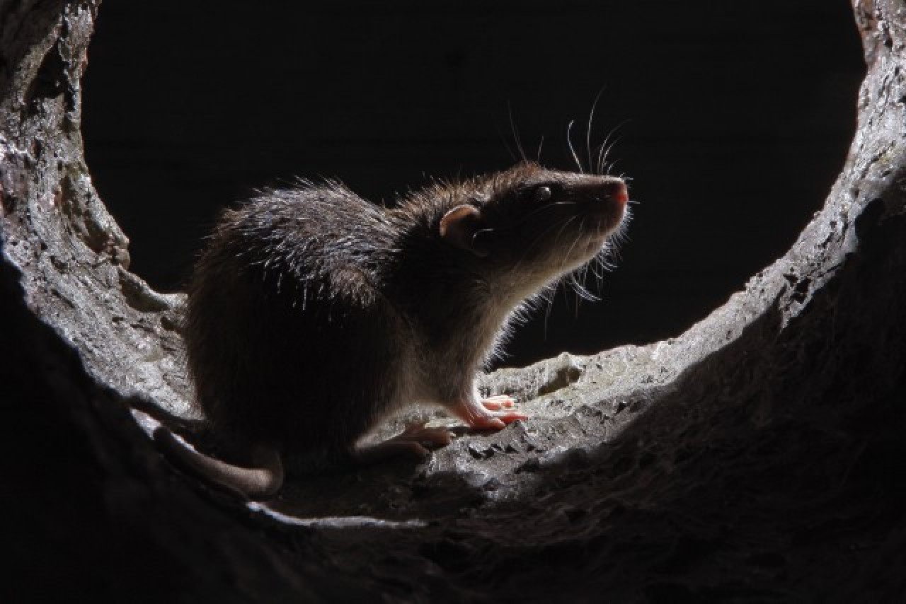 Rhône : il nourrissait les rats qui infestaient sa commune Rhône : il nourrissait les rats qui infestaient sa commune