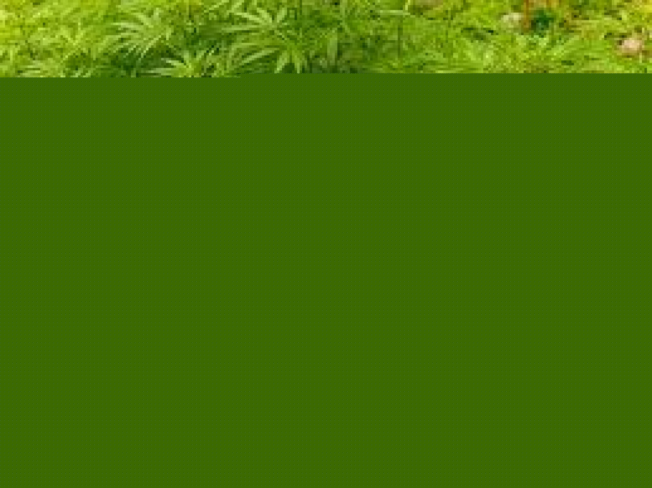 Une plantation de cannabis découverte à Villeurbanne Une plantation de cannabis découverte à Villeurbanne