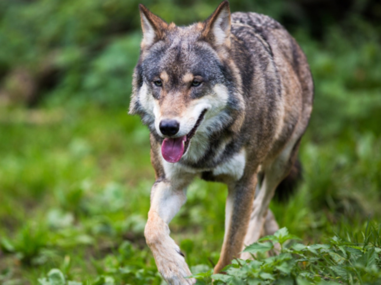 Une manifestation contre la chasse aux loups le 16 janvier &agrave; Lyon