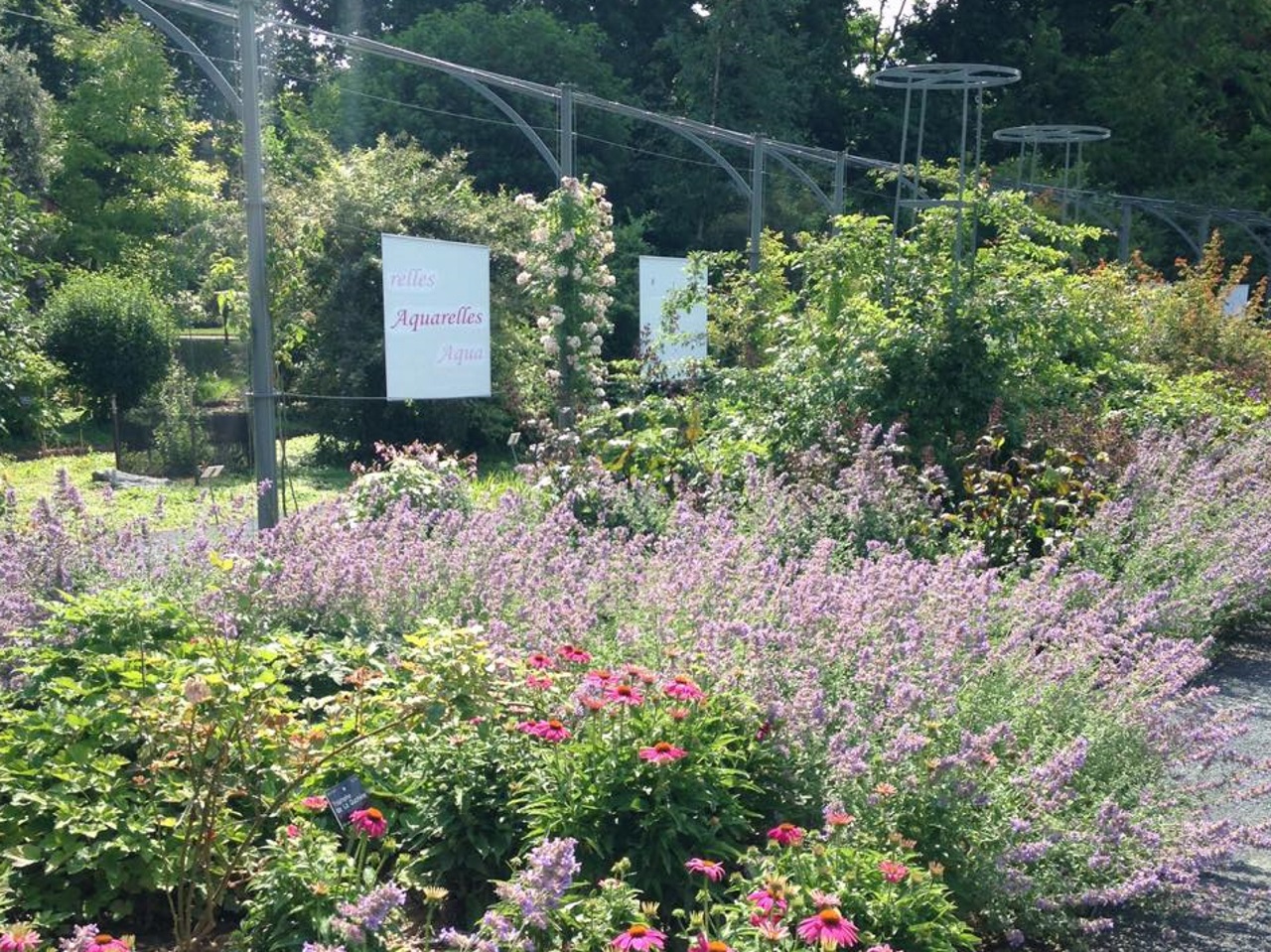 Les r&eacute;novations de la roseraie historique de Lyon ont &eacute;t&eacute; inaugur&eacute;es