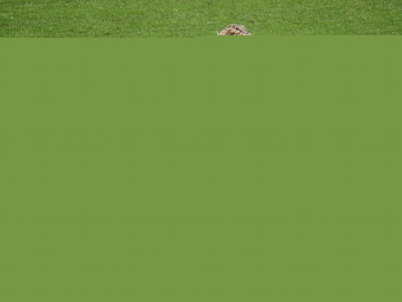 Service minimum pour l'OL f&eacute;minin face au Medyk Konin (3-0)