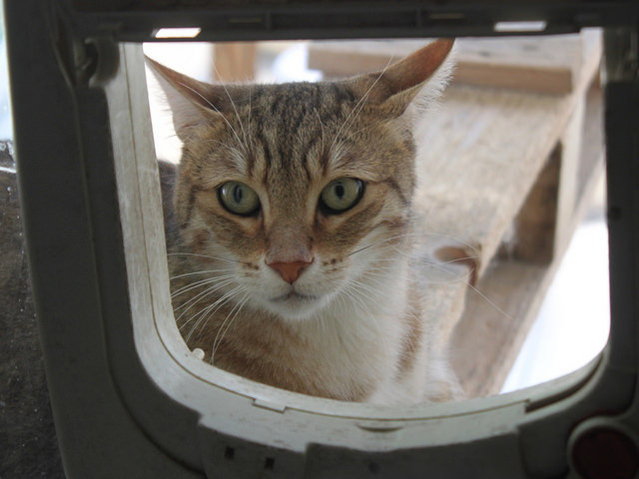 Le bus de la SPA de passage &agrave; Lyon ce jeudi