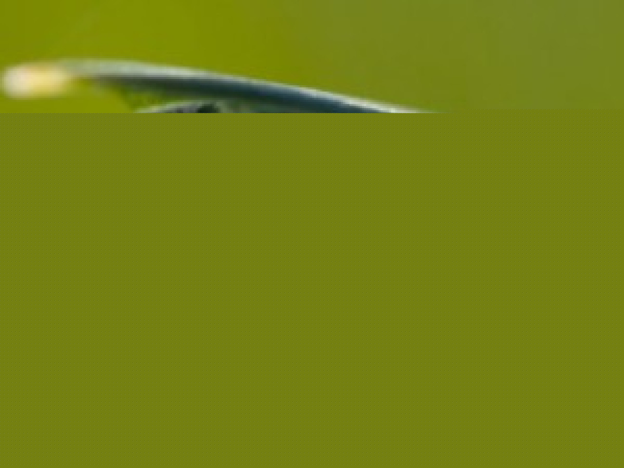 1 lampe rapportée, c’est un arbre planté