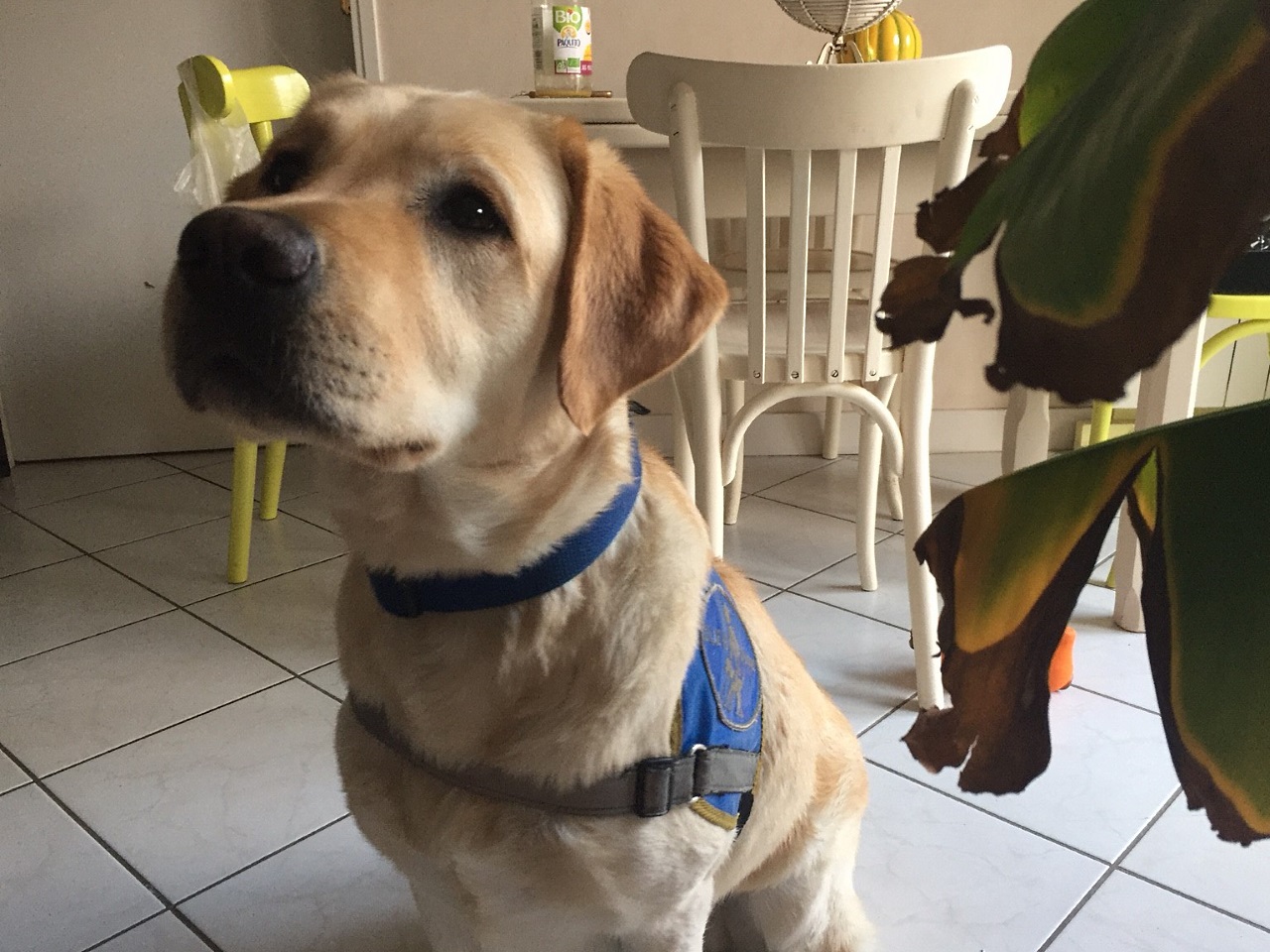 Lyon : l&rsquo;&eacute;cole des Chiens d&rsquo;Aveugles recherche des familles d&rsquo;accueil