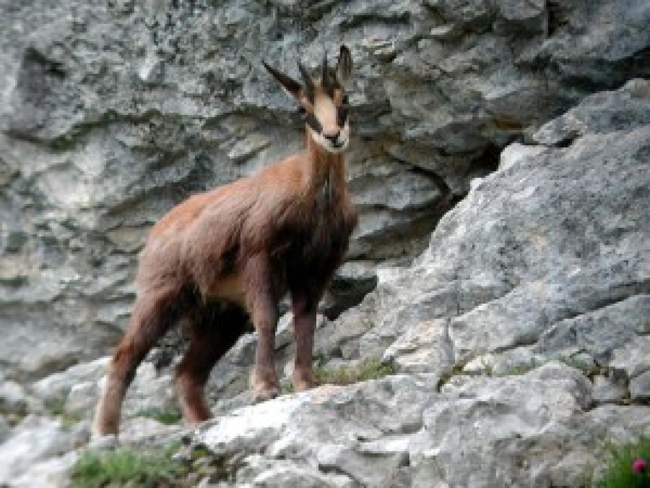 C&rsquo;est un chamois qui a &eacute;t&eacute; rep&eacute;r&eacute; ce week-end &agrave; Villeurbanne