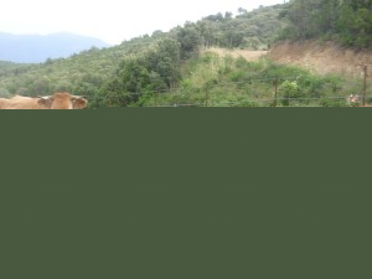 Cette manifestation des éleveurs de la Confédération paysanne à St Etienne Cette manifestation des éleveurs de la Confédération paysanne à St Etienne