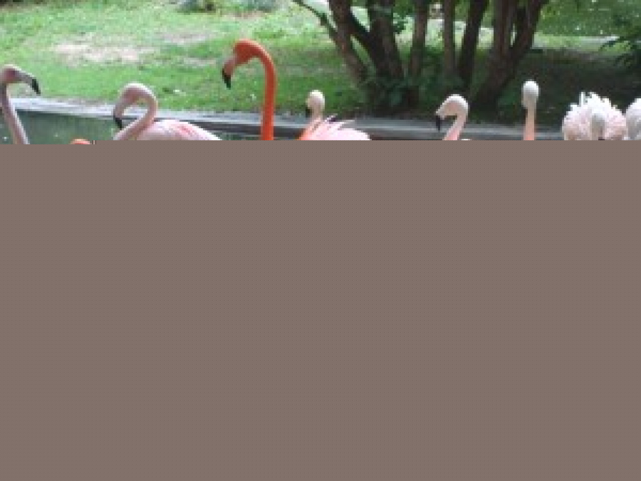 De nouveaux pensionnaires au parc de la T&ecirc;te d&rsquo;Or