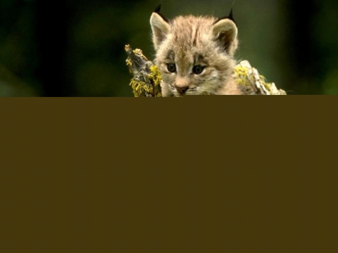 Il y a un lynx dans le département du Rhône