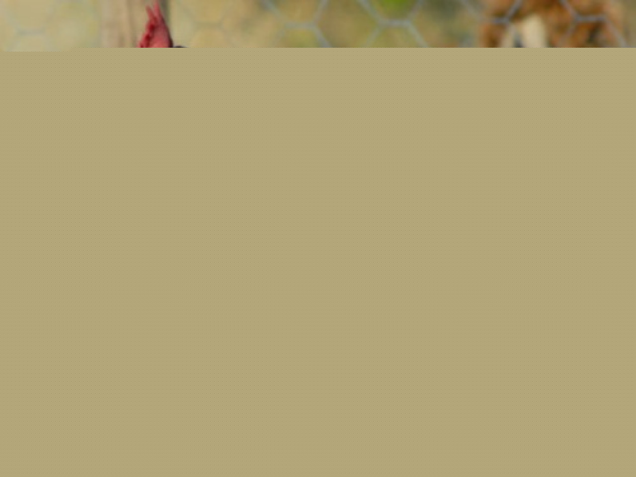 L’association lyonnaise Dignité animale est à la recherche de volontaires pour adopter des poules pondeuses