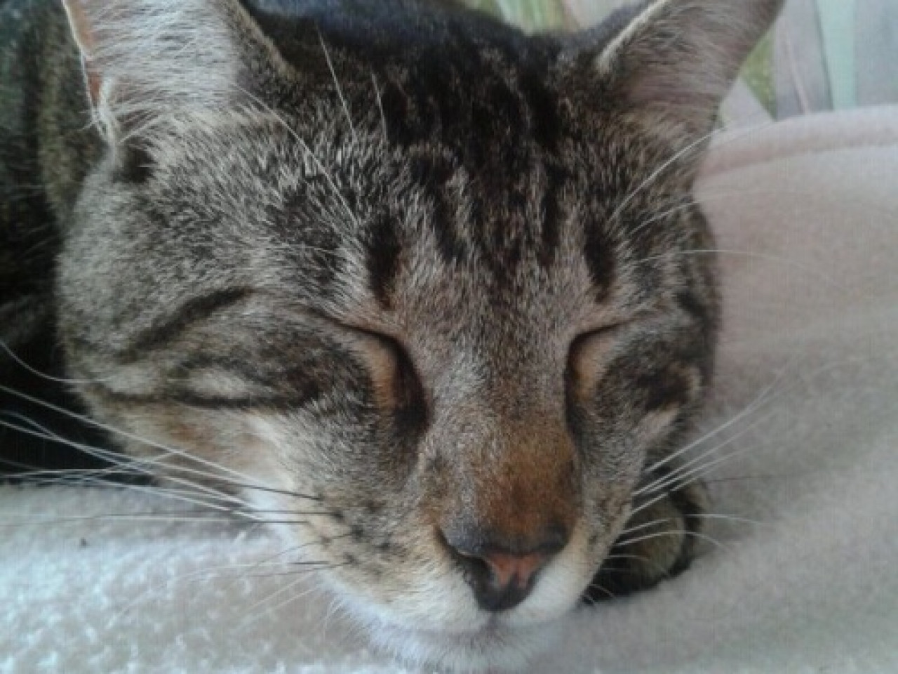 La SPA de Brignais ouvre ses portes dimanche La SPA de Brignais ouvre ses portes dimanche