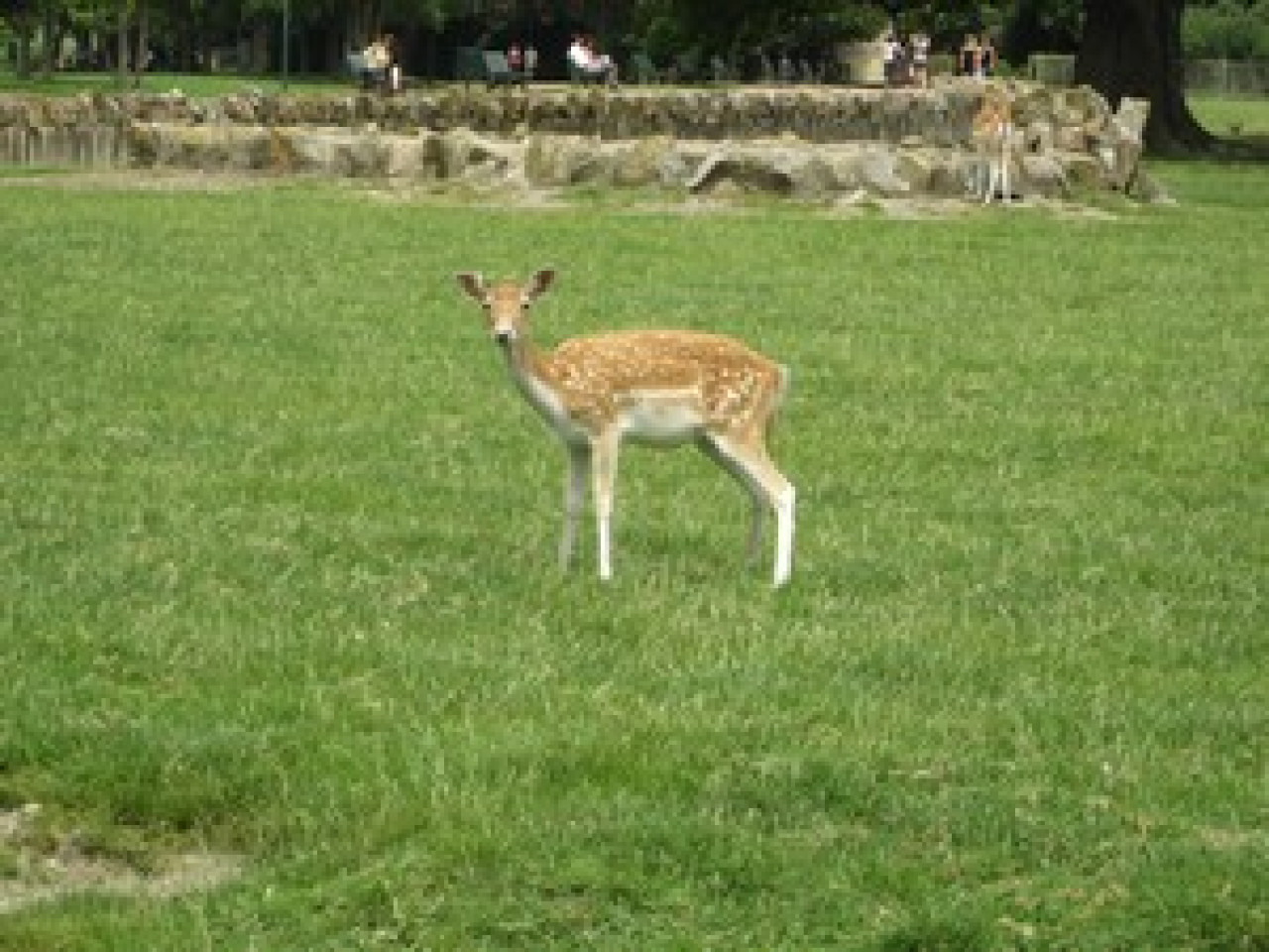La SPA de Brignais tire la sonnette d&rsquo;alarme