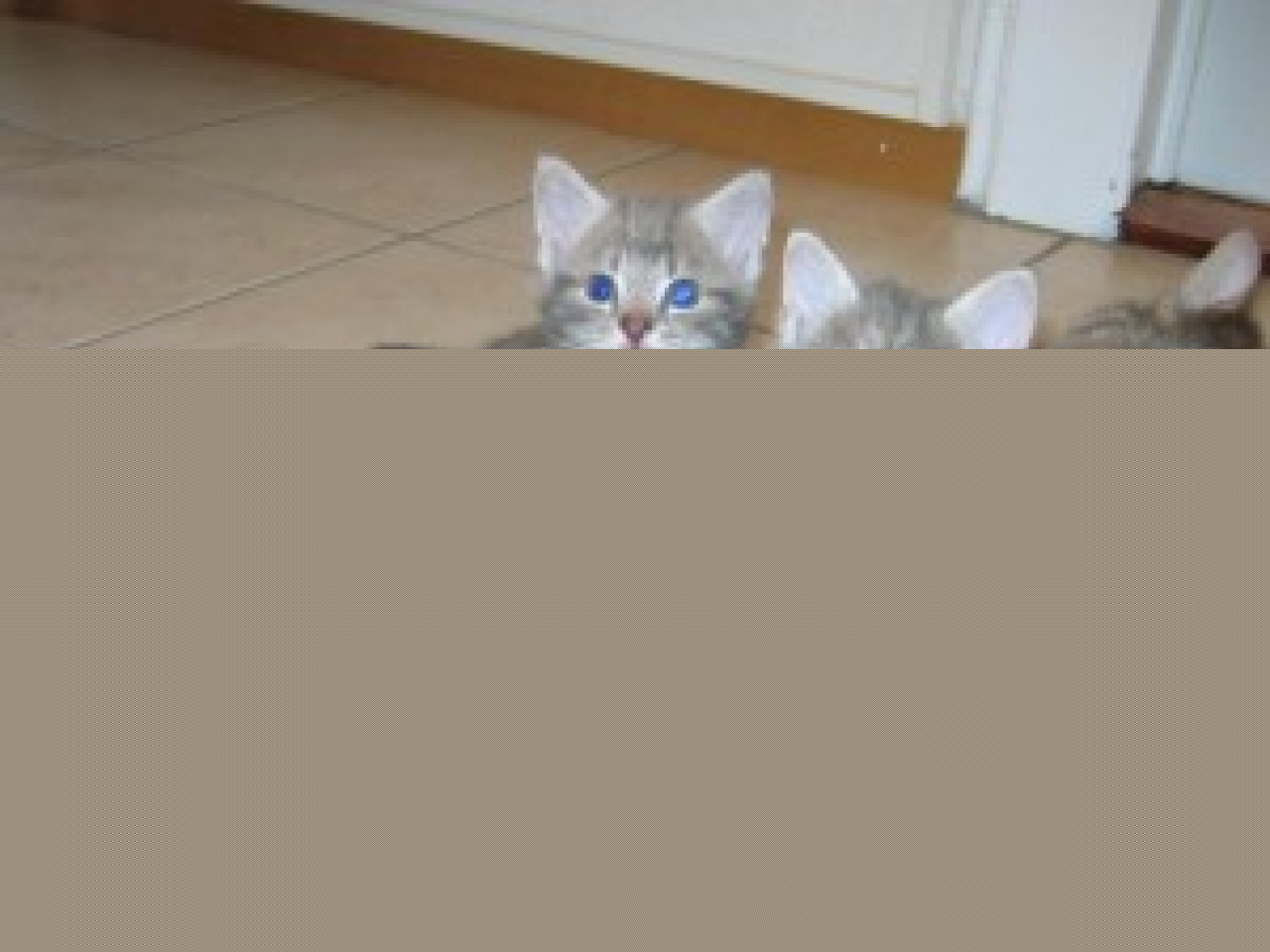 La SPA de Lyon inquiète avec la crise La SPA de Lyon inquiète avec la crise