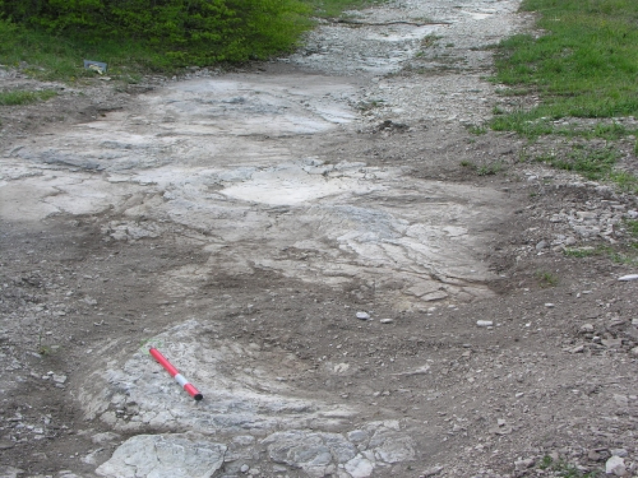 La découverte d'empreintes de dinosaures devrait être rendue publique jeudi La découverte d'empreintes de dinosaures devrait être rendue publique jeudi