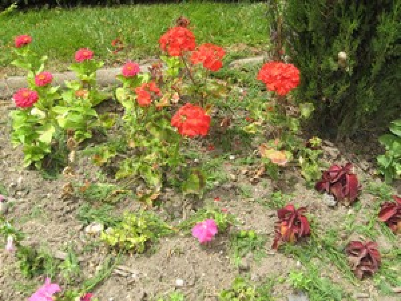 Le Parc de la Tête d’or propose de découvrir les fleurs de saison Le Parc de la Tête d’or propose de découvrir les fleurs de saison