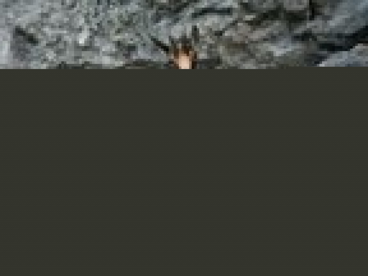 Le chamois a quitt&eacute; le quartier des Buers &agrave; Villeurbanne