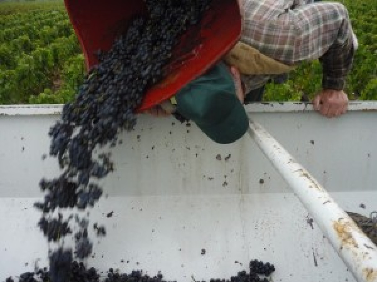 Le recrutement pour les vendanges dans le Beaujolais a commenc&eacute;